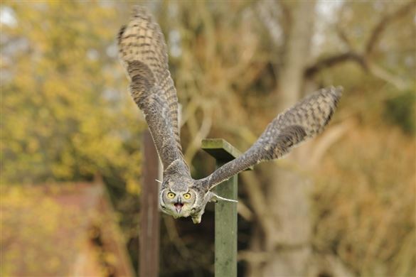 2 Hour Bird of Prey Experience for one - Bedfordshire Driving Experience 1