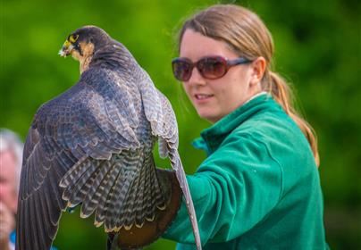 3 Hour Falconry Experience For One Driving Experience 1
