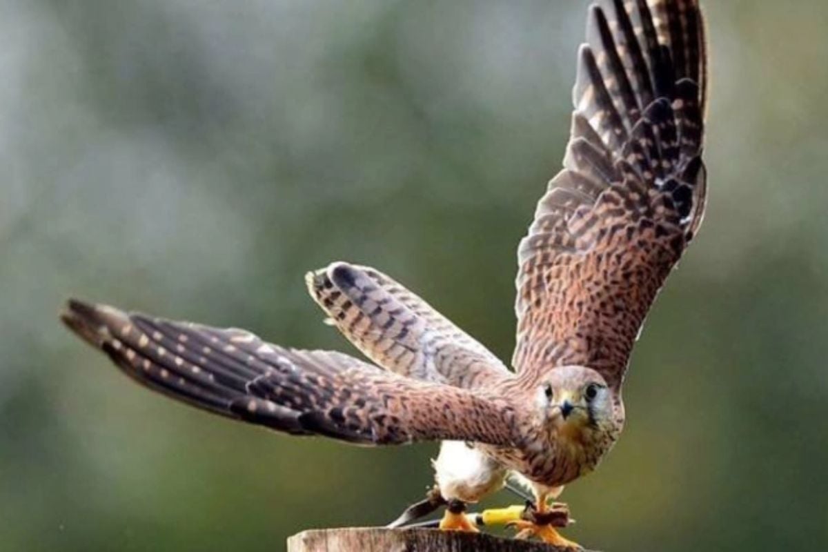 All Day Bird of Prey Photography Course in Cheshire Driving Experience 1