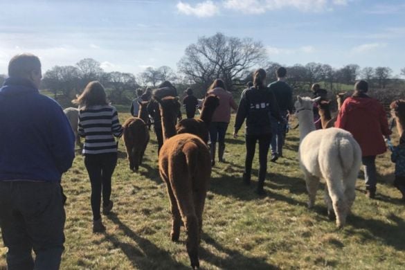 Alpaca Experience for 2 in Warwickshire Driving Experience 1