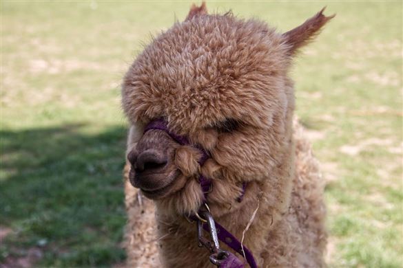 Alpaca Walking - Child Ticket Driving Experience 1