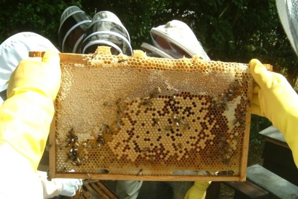 Beekeeping Course Experience In Sussex Driving Experience 1