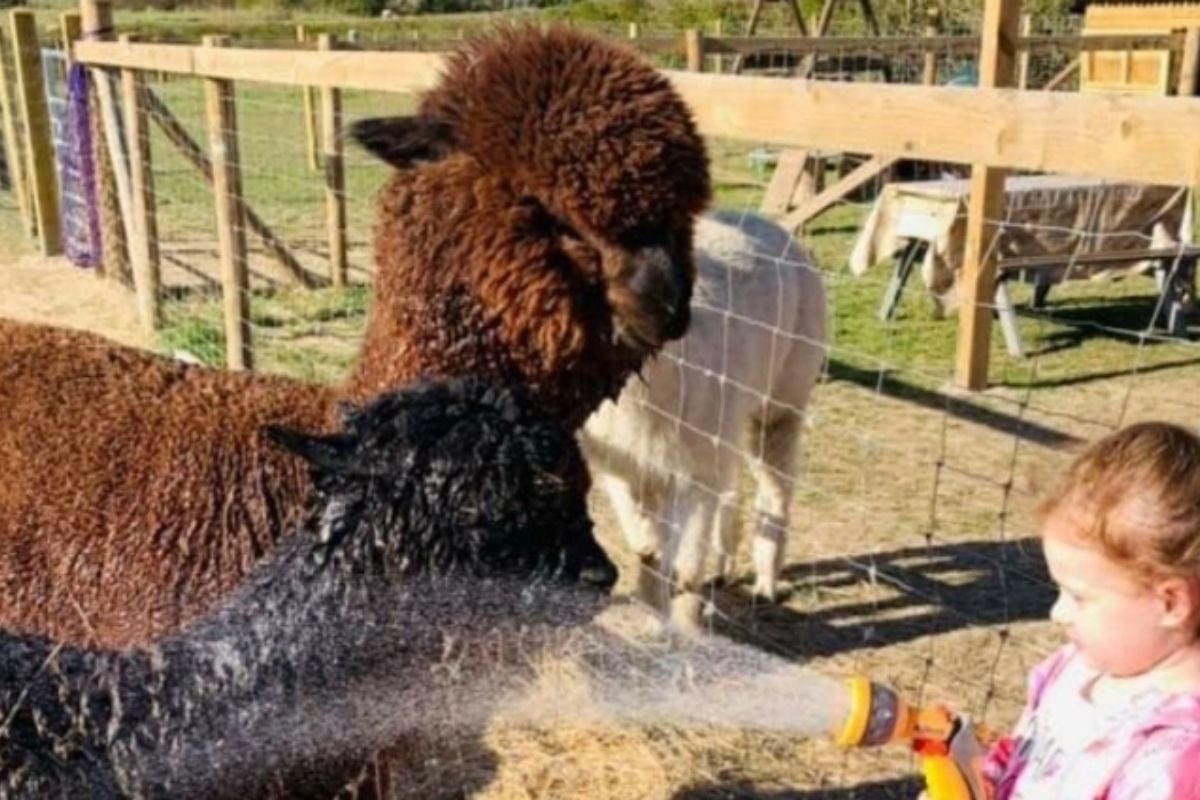 Alpaca Walking and Picnic Family of Four Experience from Trackdays.co.uk