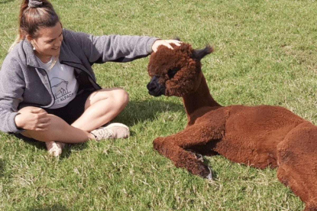 Berkshire Alpaca Walking and Picnic for Two Experience from Trackdays.co.uk