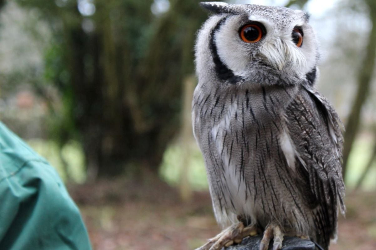 Willows Bird of Prey Centre Experience in Kent Driving Experience 1
