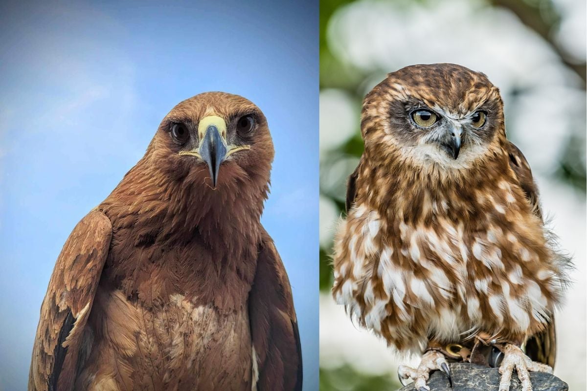 Bird of Prey or Owl Encounter for Two - Oxfordshire Driving Experience 1
