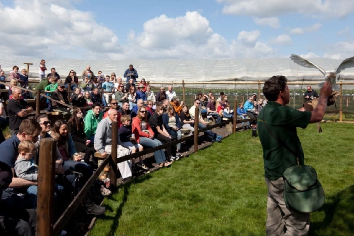 Bird of Prey Taster Experience for Two Experience from Trackdays.co.uk
