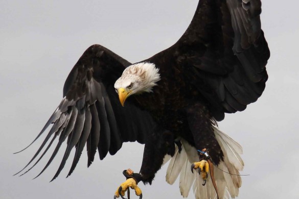 Birds of Prey Dorchester Driving Experience 1