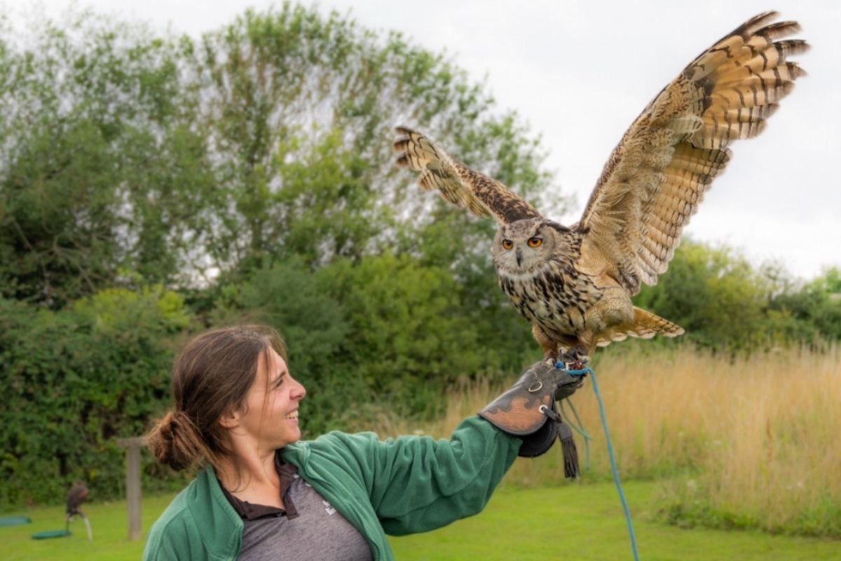 Owl or Birds of Prey Experience - North Somerset Driving Experience 1