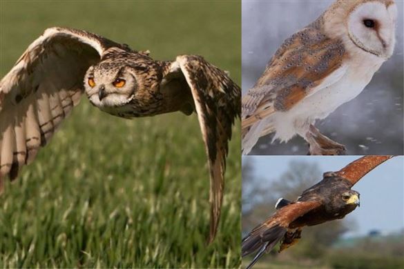 Birds of Prey - North West Leicestershire Driving Experience 1