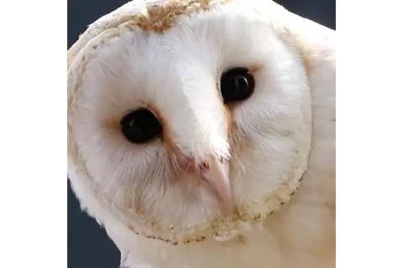 Birds of Prey Shrewsbury - Owl Experience  Experience from Trackdays.co.uk
