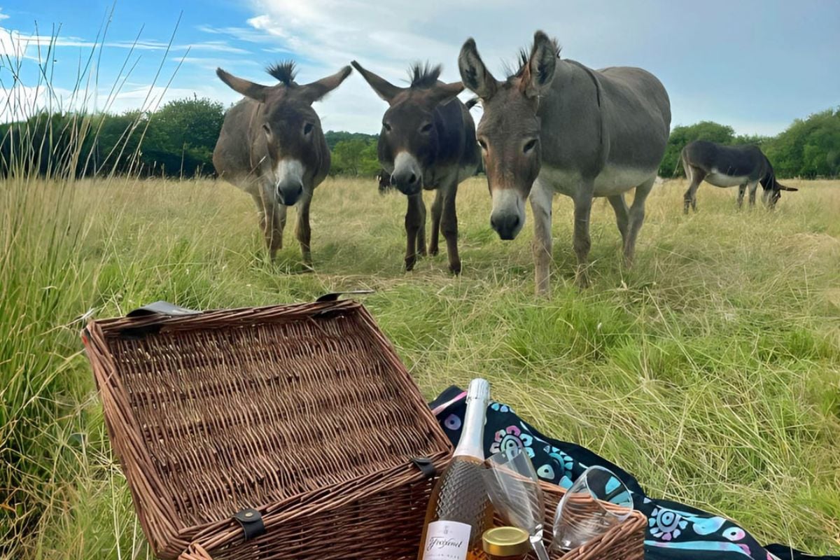 Donkey Walking Experience and Picnic for Two in Surrey Experience from Trackdays.co.uk