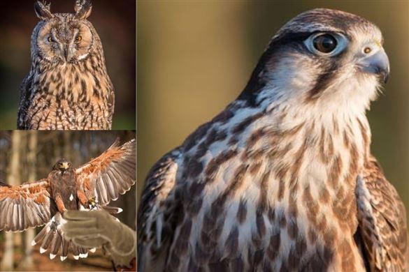 Half-Day Falconry Experience At Herstmonceux Castle - East Sussex Driving Experience 1