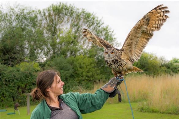 Falconry Experience - North Somerset Driving Experience 1