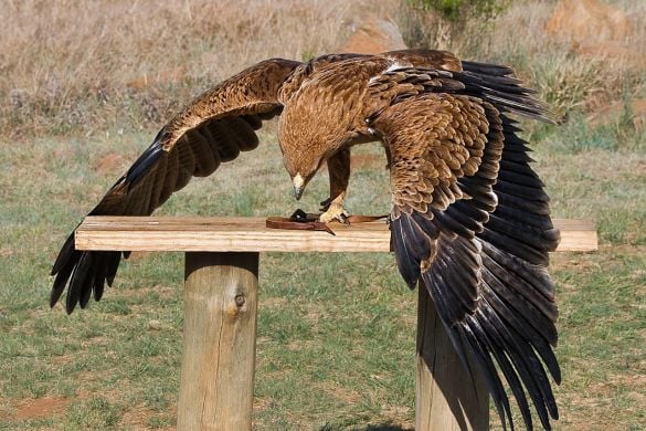 Family Birds Of Prey Encounter Experience from Trackdays.co.uk