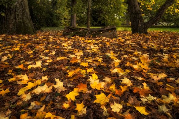 Full Day Arboretum Photography Workshop - Gloucestershire Driving Experience 1