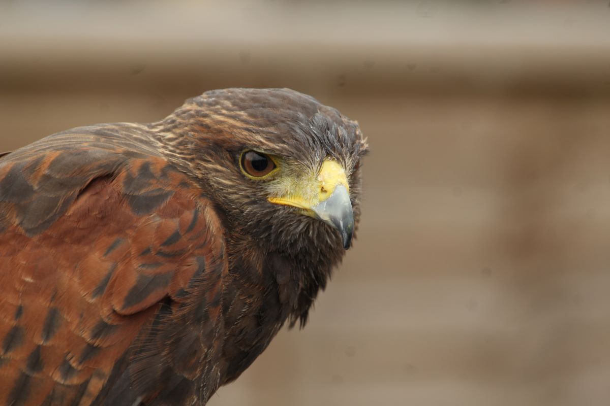 Full Day Birds of Prey Experience - Nationwide Venues Experience from Trackdays.co.uk
