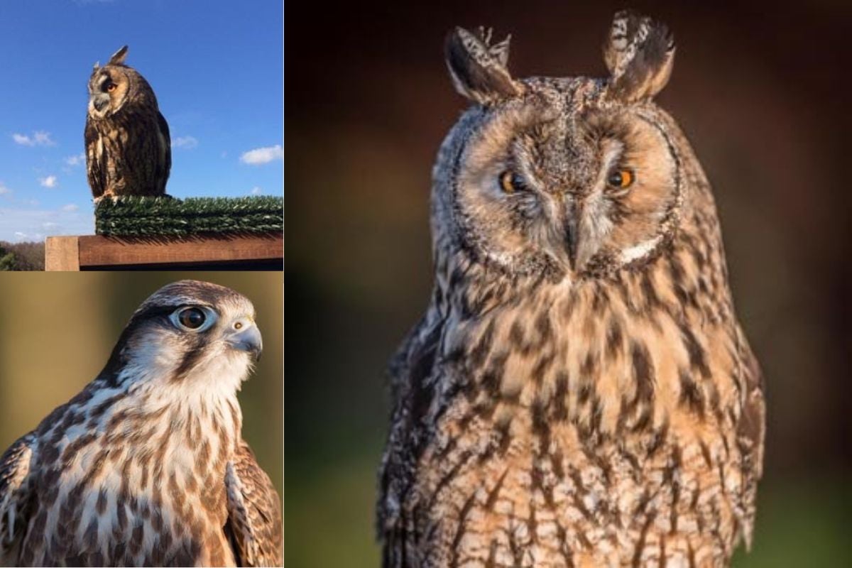 Full-Day Falconry Experience At Herstmonceux Castle - East Sussex Driving Experience 1