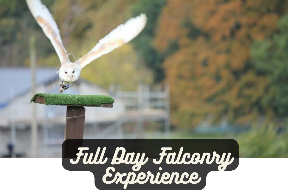 Full Day Falconry Experience Driving Experience 1