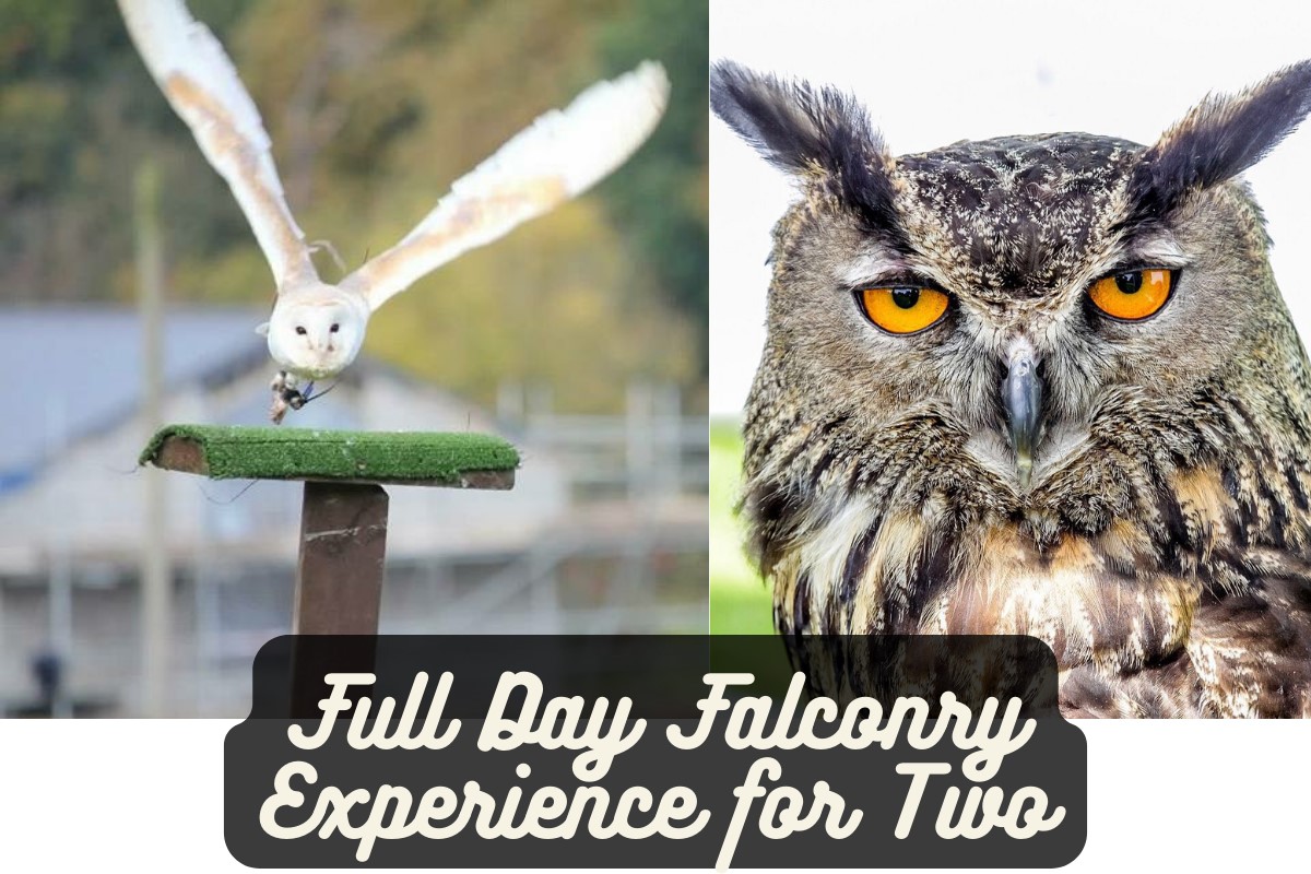 Full Day Falconry Experience for Two Driving Experience 1