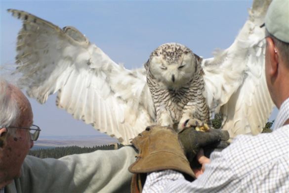 Full Day Falconry Experience For One - Northumberland Driving Experience 1