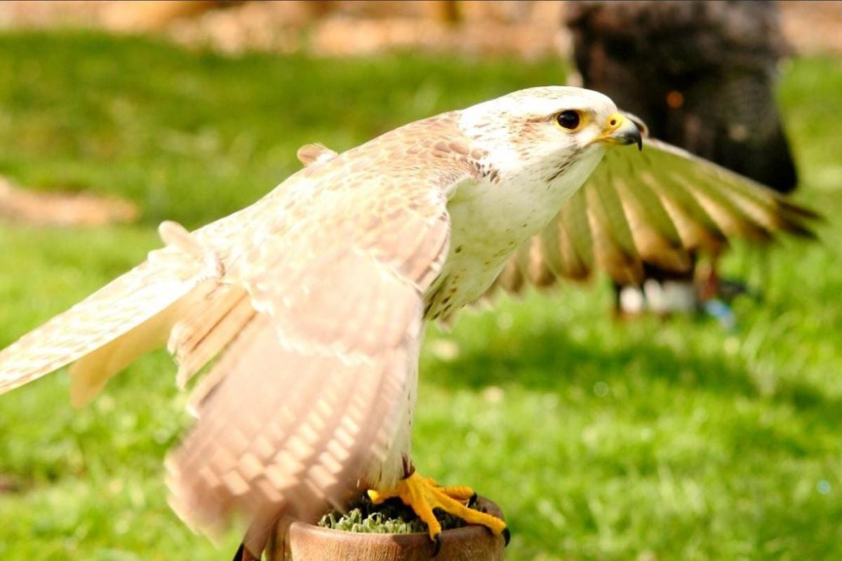 Full Day Falconry for One Driving Experience 1