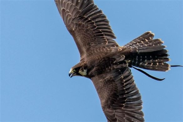 Half Day Bird of Prey Experience - Nationwide Venues Experience from Trackdays.co.uk