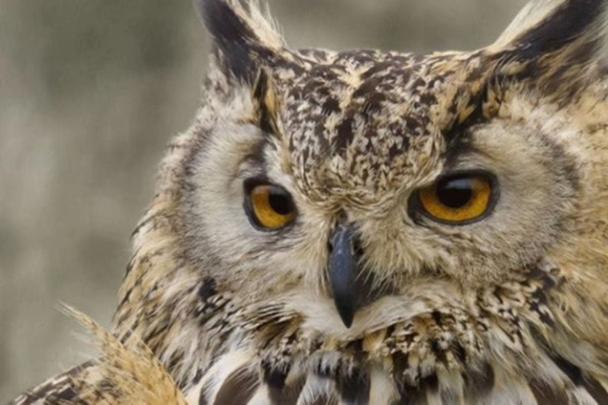 Half Day Falconry Experience in Fife Experience from Trackdays.co.uk