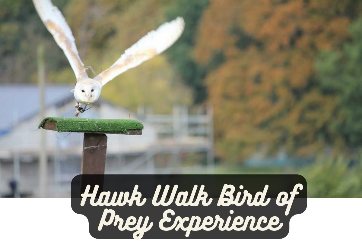 Hawk Walk Bird of Prey Experience Driving Experience 1