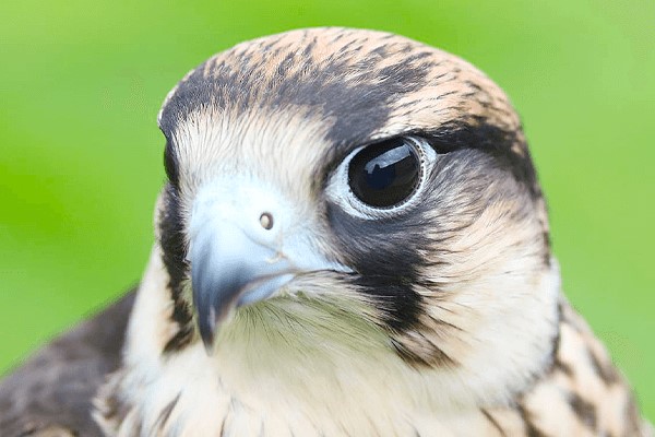 Hawk Walk Birds of Prey Experience Experience from Trackdays.co.uk