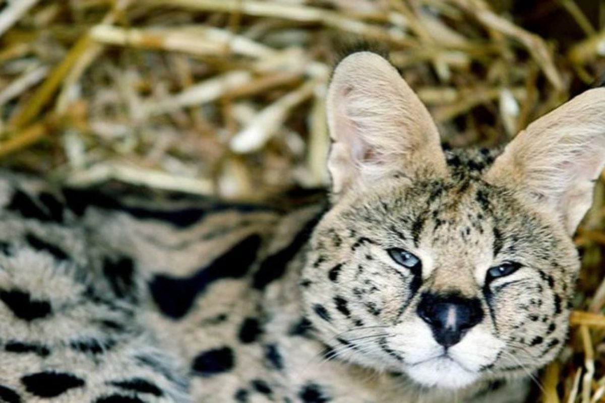 Entry Tickets to Hoo Zoo & Dinosaur World (Child Entry Ages 2-15) Experience from Trackdays.co.uk