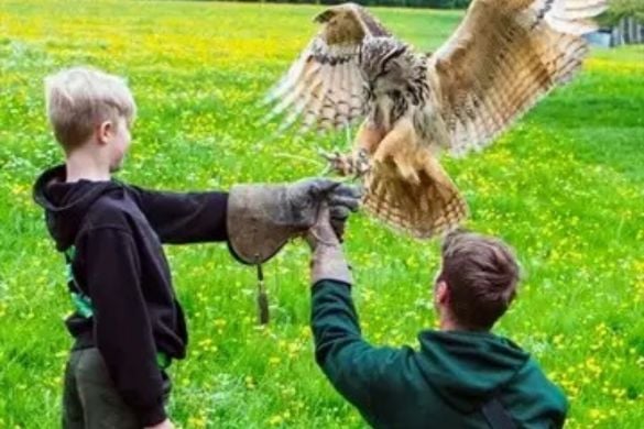 Junior Falconry Experience in Nottinghamshire (Ages 4+) Experience from Trackdays.co.uk