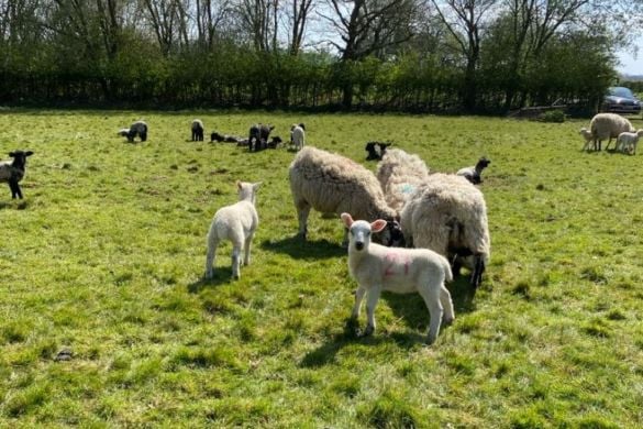 Lamb Bottle Feeding and Lambing Live Experience (Family Offer) Experience from Trackdays.co.uk