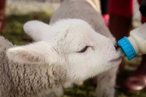 Lamb Bottle Feeding and Lambing Live Experience Experience from Trackdays.co.uk