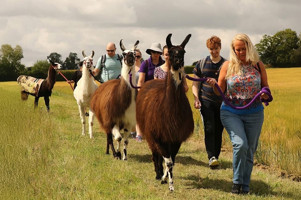 Llama Trekking for One Person in Northamptonshire Driving Experience 1