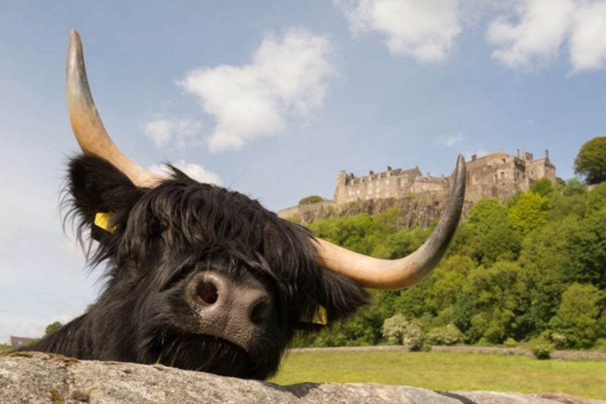 Loch Lomond Stirling Castle And The Kelpies Tour Experience from Trackdays.co.uk