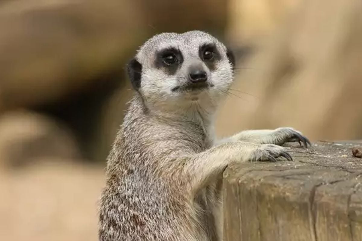 Meerkat and Lemur Experience for Two Experience from Trackdays.co.uk