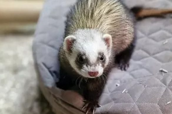 Book a Meet The Ferrets Experience For Two People in Epping, Essex