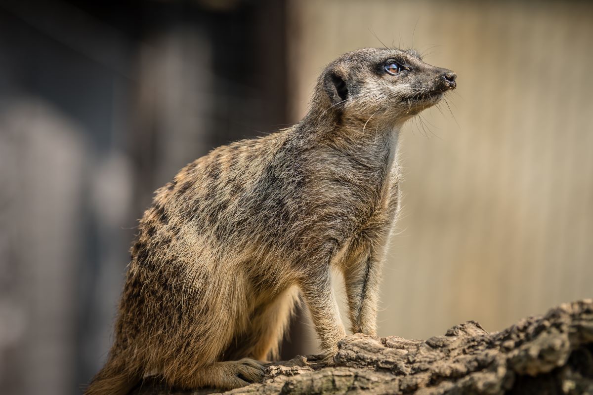 Meet the Meerkats for Two Oxfordshire Driving Experience 1