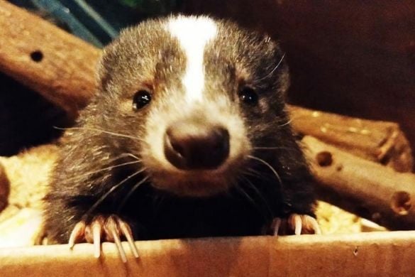 Meet the Skunks Experience in Cheshire Driving Experience 1