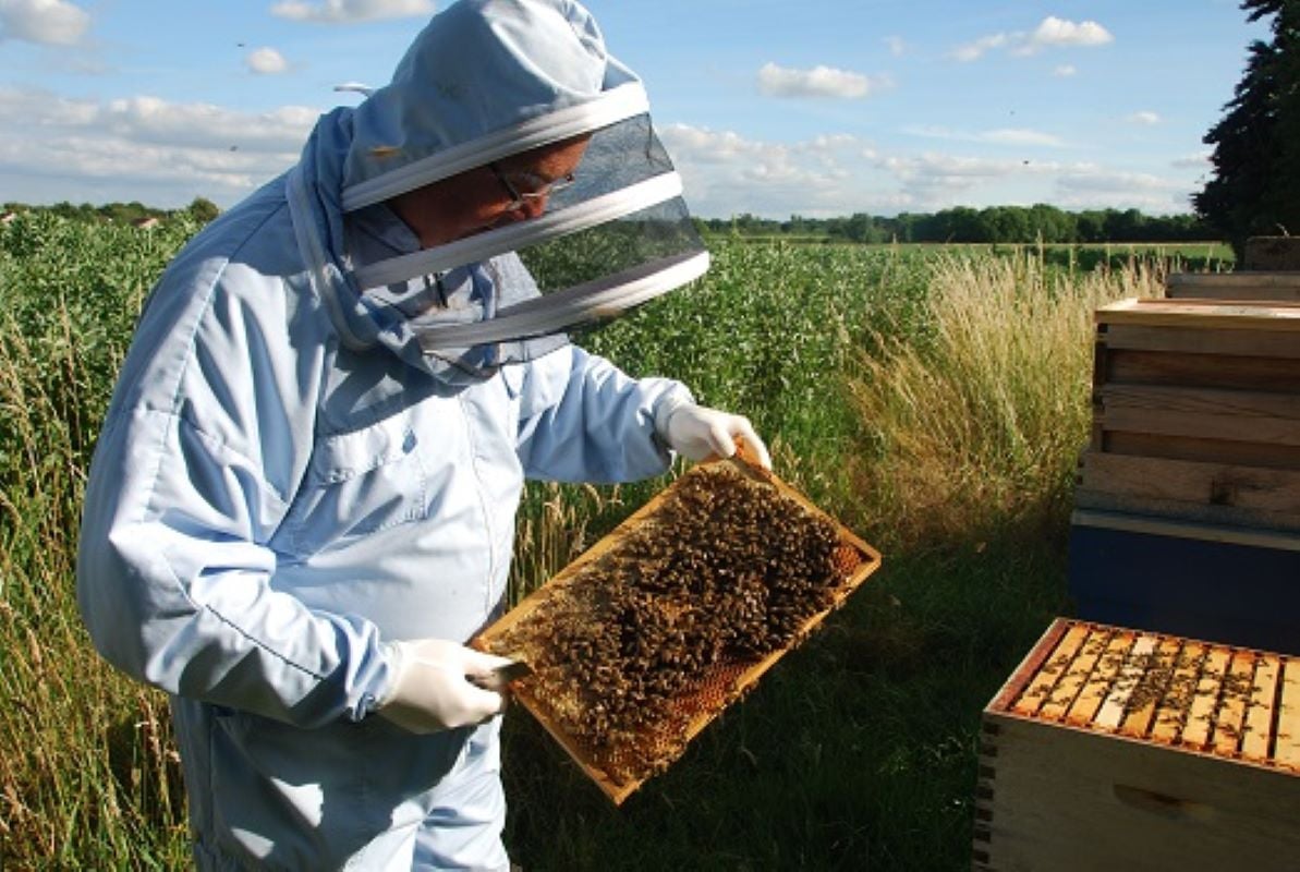 Online Natural Beekeeping Course-Expert Option Driving Experience 1
