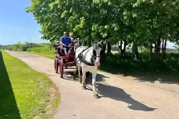 One Hour Horse Drawn Carriage Ride with Afternoon Tea for Two Experience from Trackdays.co.uk