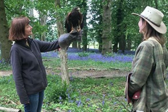 One Hour Birds Of Prey 'Rangle' Session - Surrey Driving Experience 1