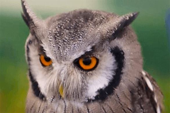 Owl Encounter In Hertfordshire Driving Experience 1