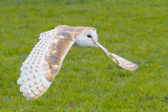 Owl Encounter In West Yorkshire Driving Experience 1