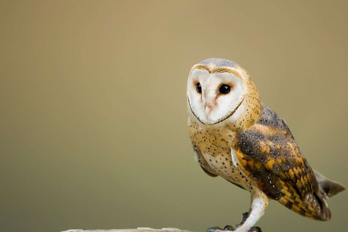 Owl Experience for Two In Shropshire Driving Experience 1