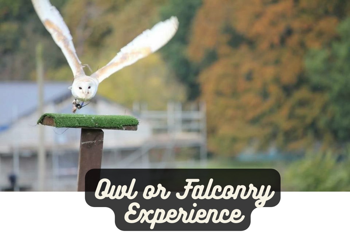 Owl or Falconry Experience Driving Experience 1
