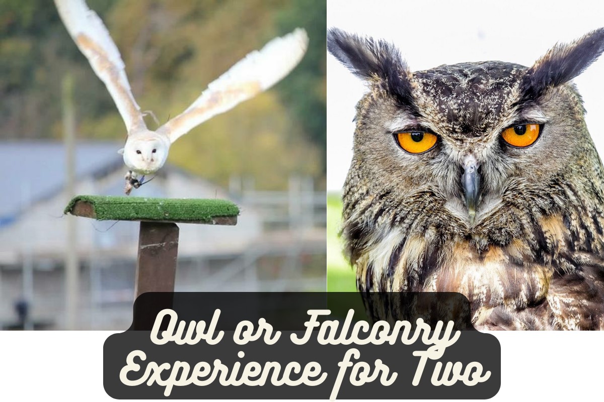 Owl or Falconry Experience for Two Driving Experience 1