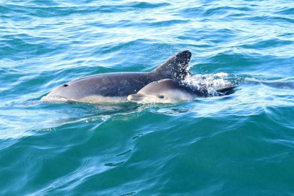 Pembrokeshire Whale and Dolphin Watching Experience Experience from Trackdays.co.uk