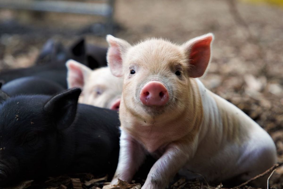 Piggy Pet & Play at Kew Little Pigs Farm (Child Ages 3-15) Experience from Trackdays.co.uk